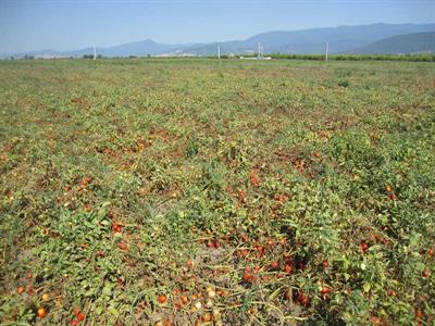 زمین کشت گوجه فرنگی